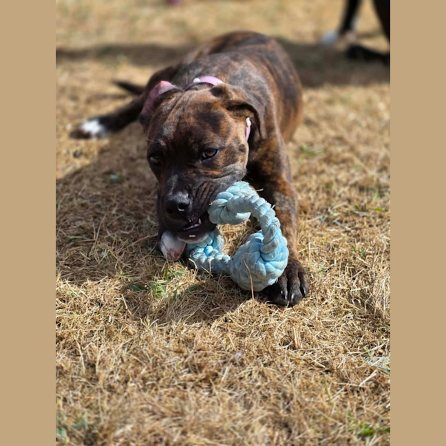Photo of Willow