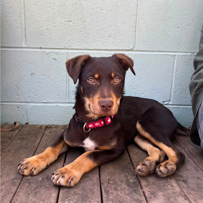 Photo of Harley