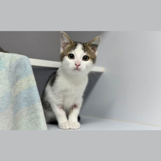 Photo of Pepper