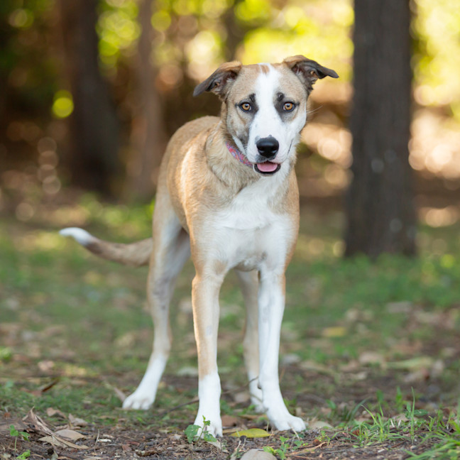 Photo of Lulu (Previously Zara)