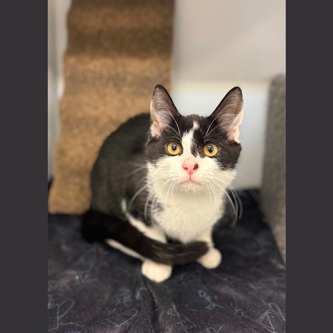 Photo of Hansel