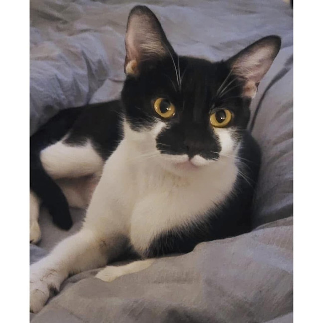 Photo of 11116   Puss Puss