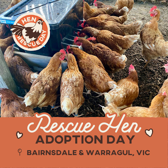 Photo of Rescue Hens