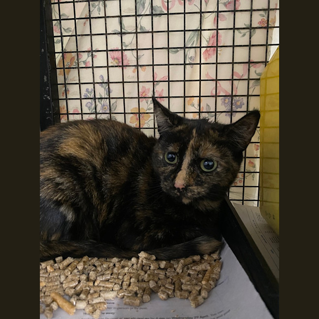 Photo of Lala