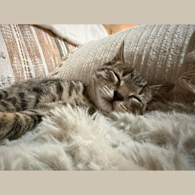 Photo of Chester