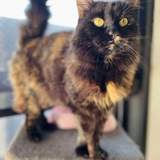 Photo of Evie   In Foster Care In Bentleigh East