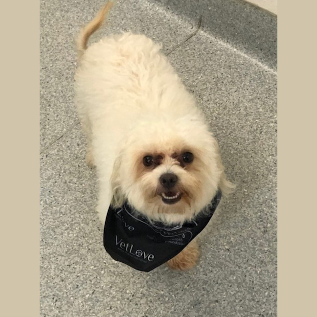 Photo of D1065 Pearl