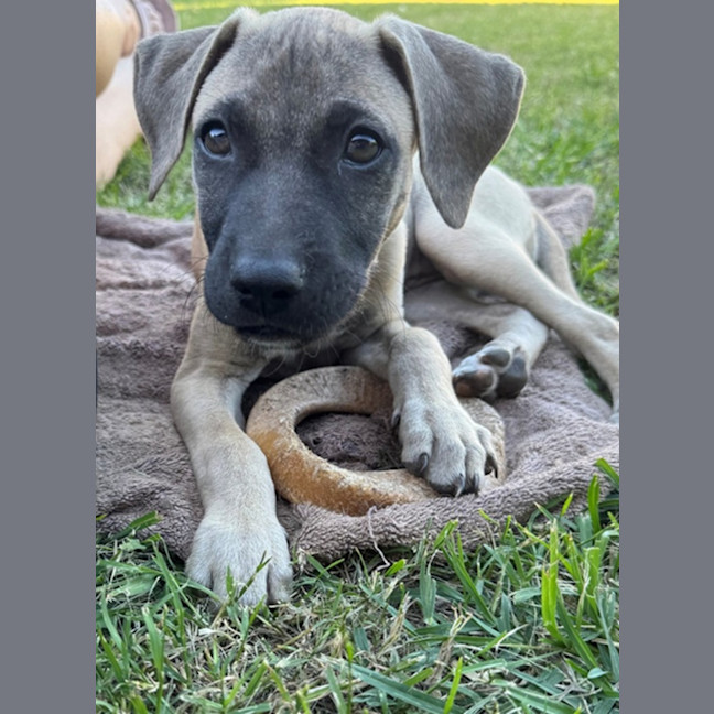 Photo of Havarti