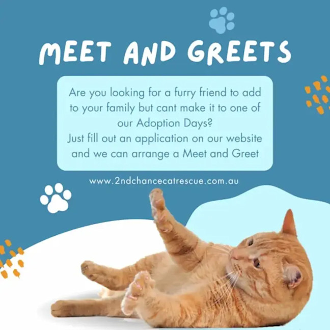 Photo of Luca **2nd Chance Cat Rescue**