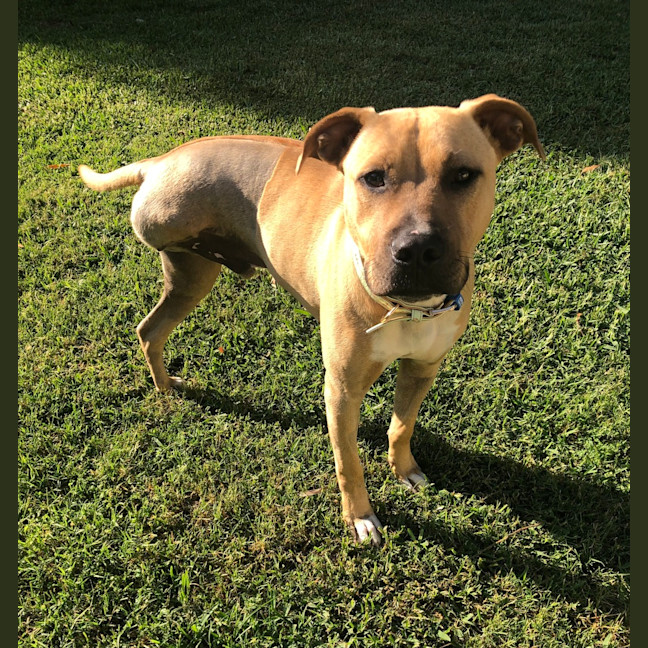 Photo of Scooby