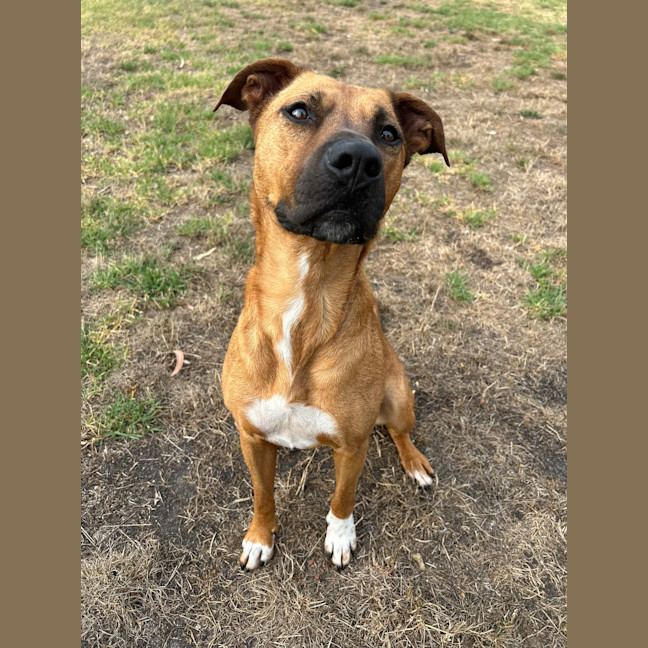 Photo of Nova