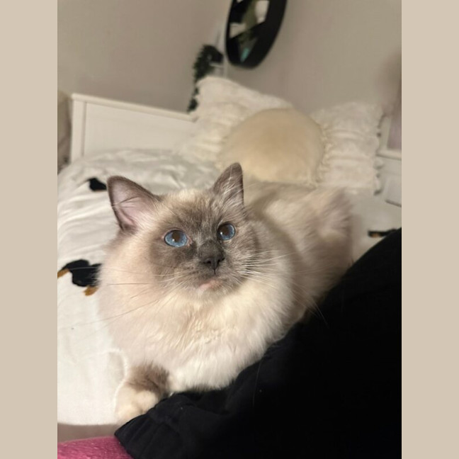 Photo of Valentino