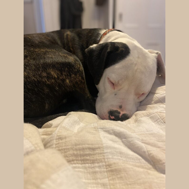 Photo of Hugo