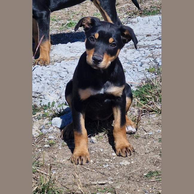 Photo of Shelby
