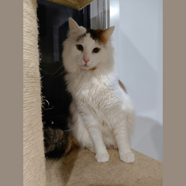 Photo of Oliver