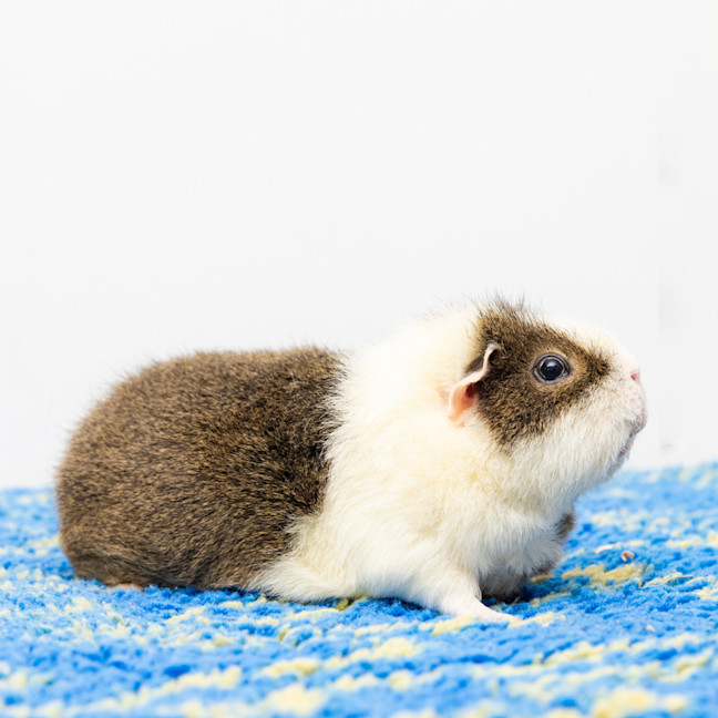 Photo of Gidget