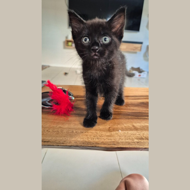 Photo of Salem