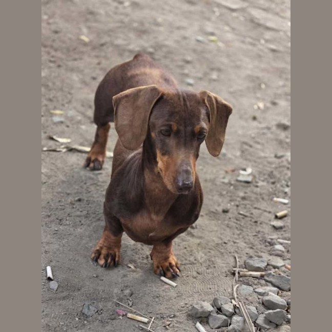 Photo of Piper