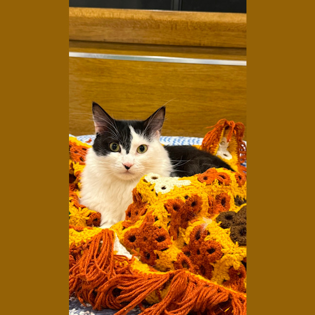 Photo of Gwynn