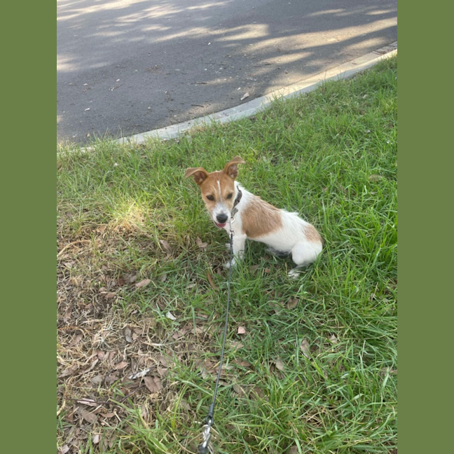 Photo of Frodo 