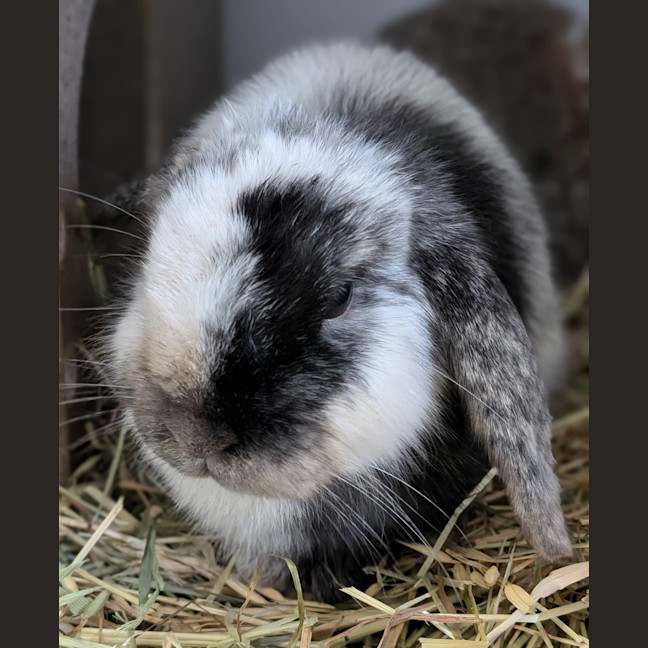 Photo of Hoppy Gilmore