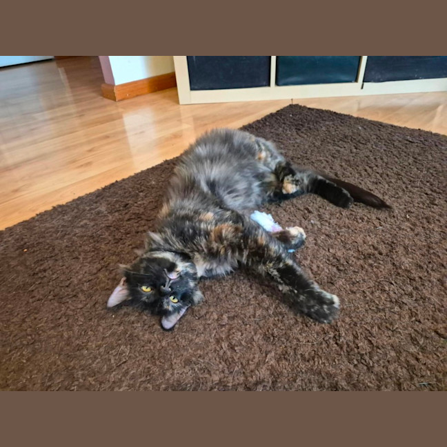 Photo of Brioche