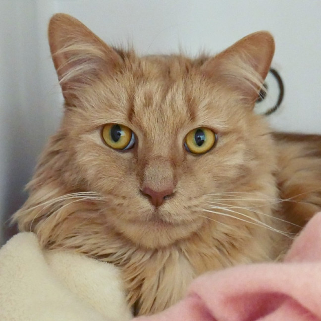 Photo of Simba Sua012968