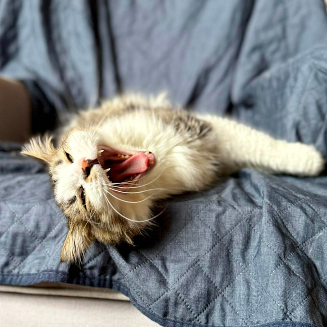 Photo of Wilson   In Foster Care In Preston