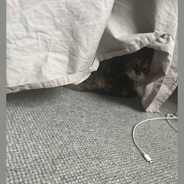 Photo of Fizz