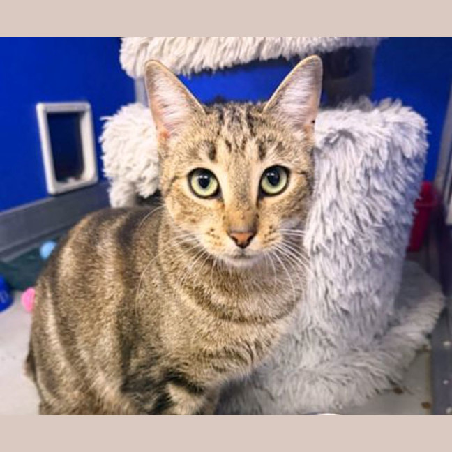 Photo of Waffles