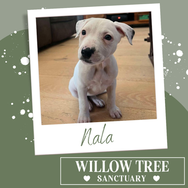 Photo of Nala