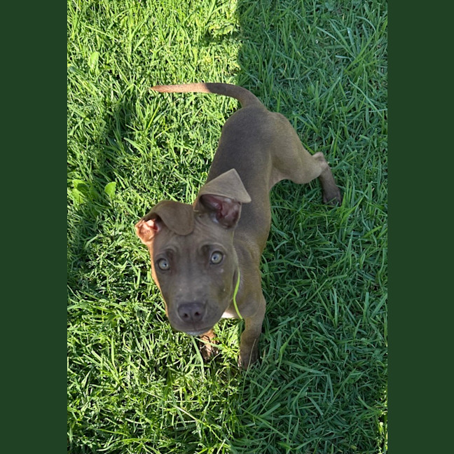 Photo of Firecracker