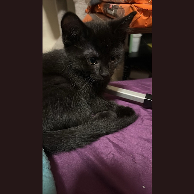 Photo of Twinkle Moo