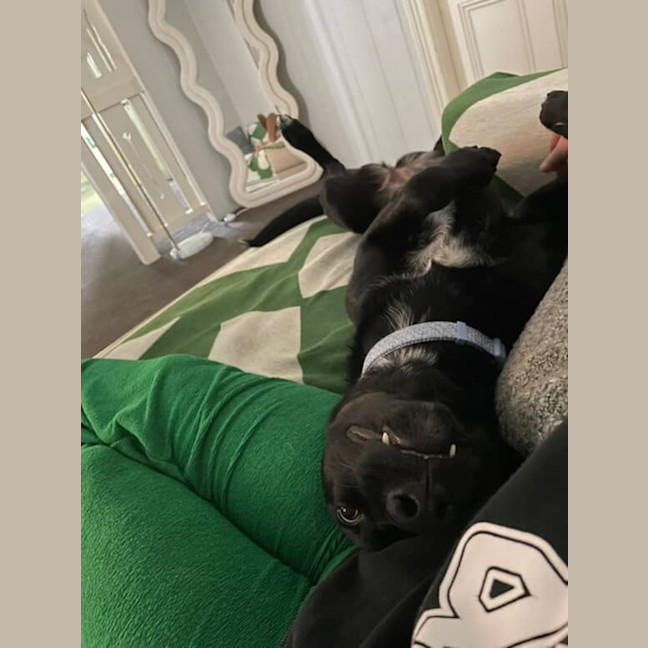 Photo of Rosie 