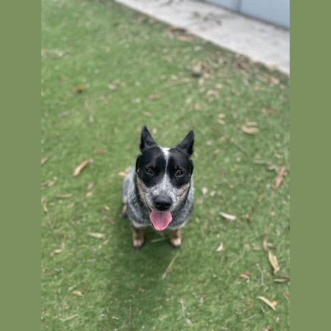 Photo of Indy
