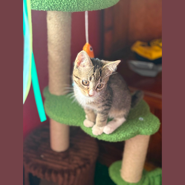 Photo of Hunter 