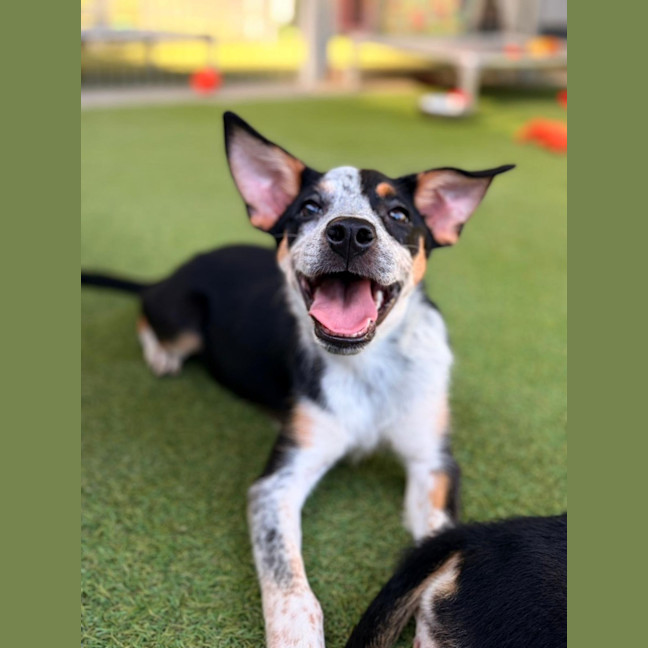 Photo of D1247 Imogen