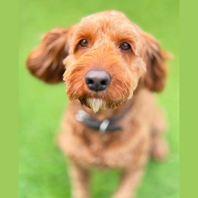Photo of Rusty