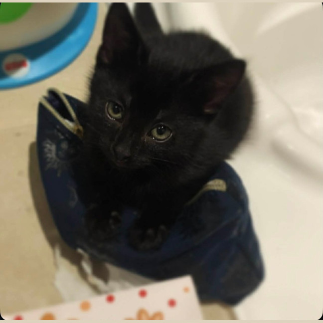 Photo of Starling