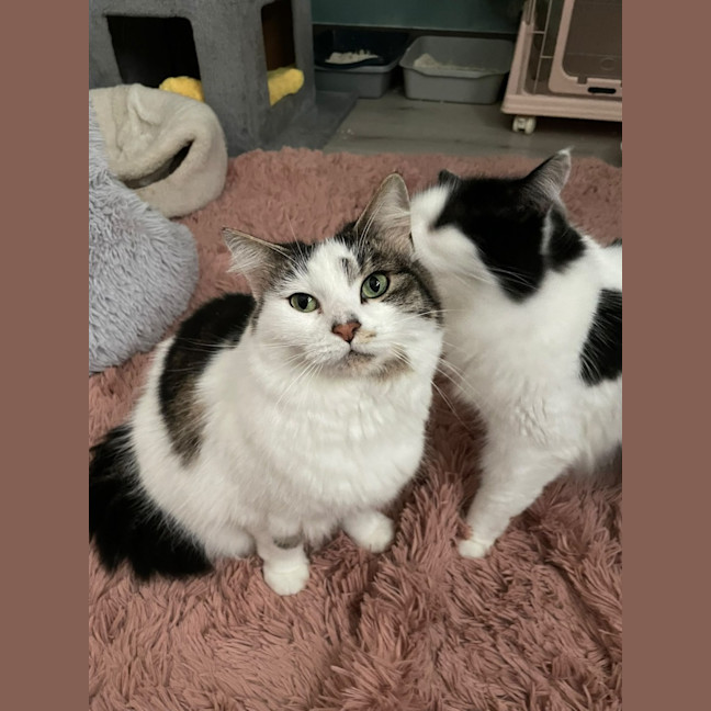 Photo of Luna