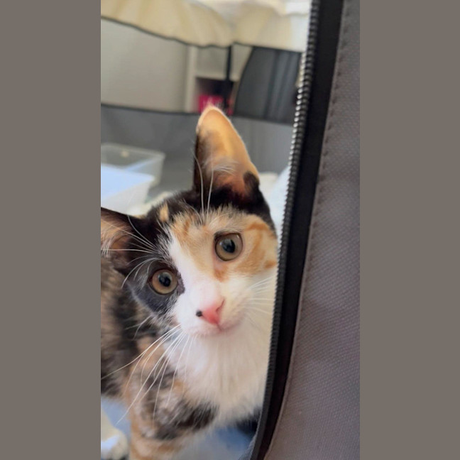 Photo of Pixie