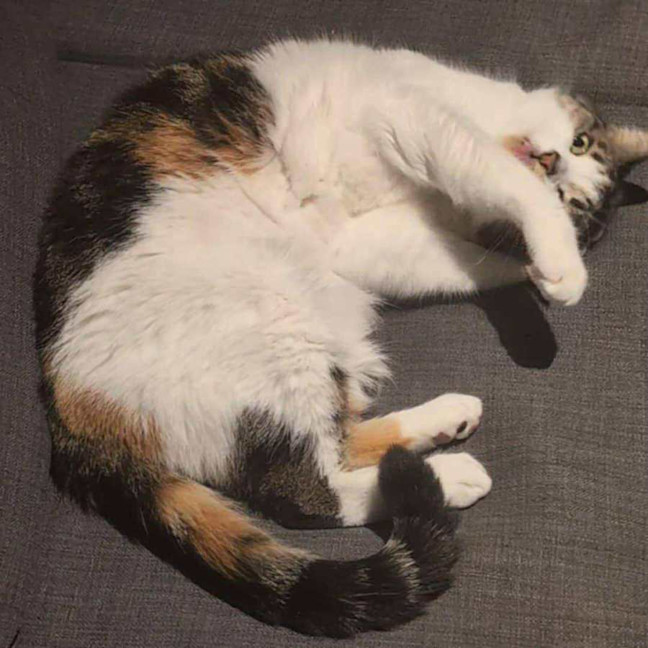 Photo of Pudding   Located In Preston