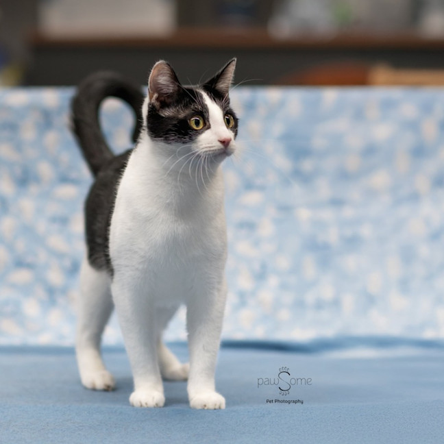 Photo of Felix **2nd Chance Cat Rescue**