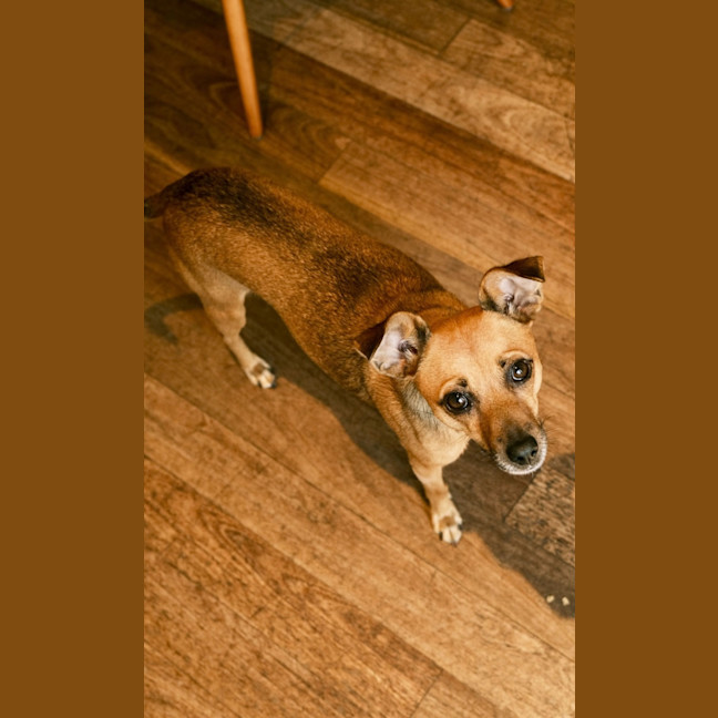 Photo of Pip