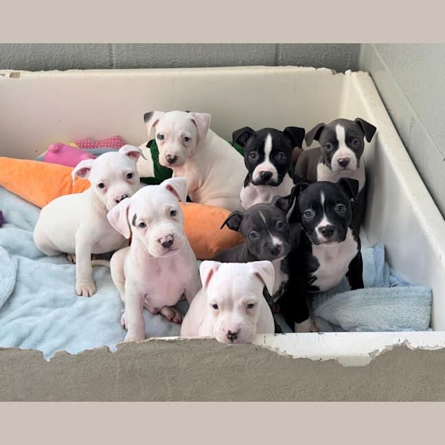 Photo of Whisper