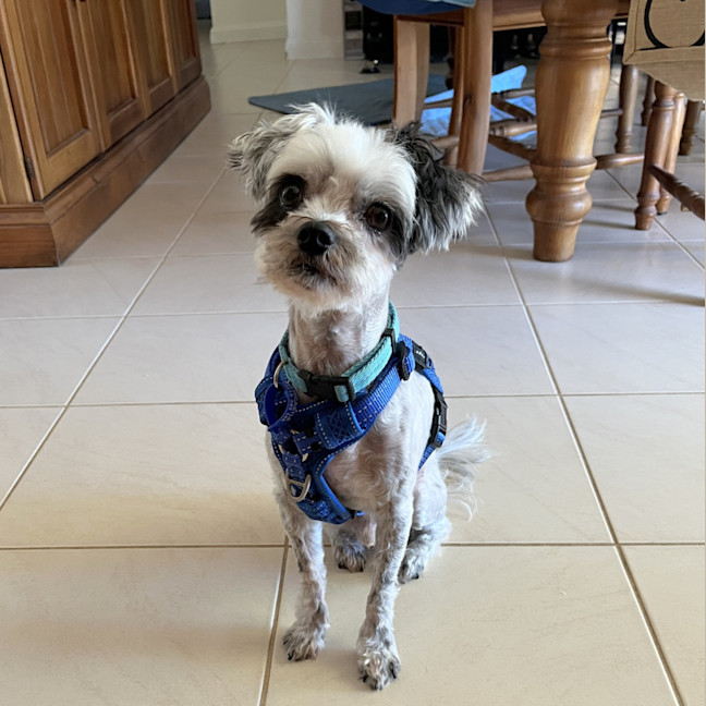 Photo of Bobby 🐼 Maltese X Shih Tzu