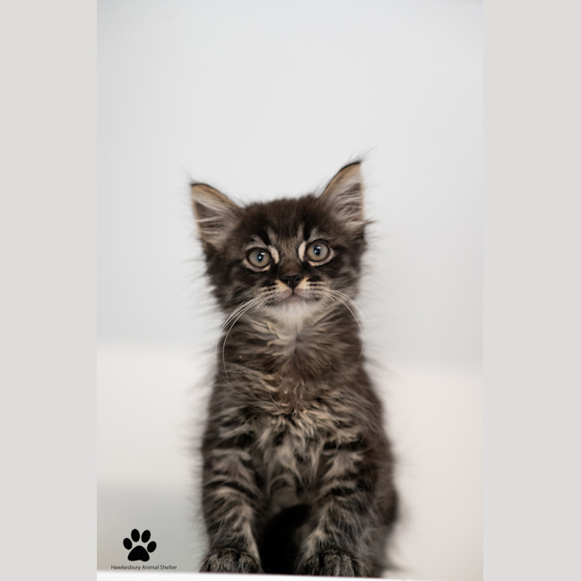 Photo of Gizmo And Greta