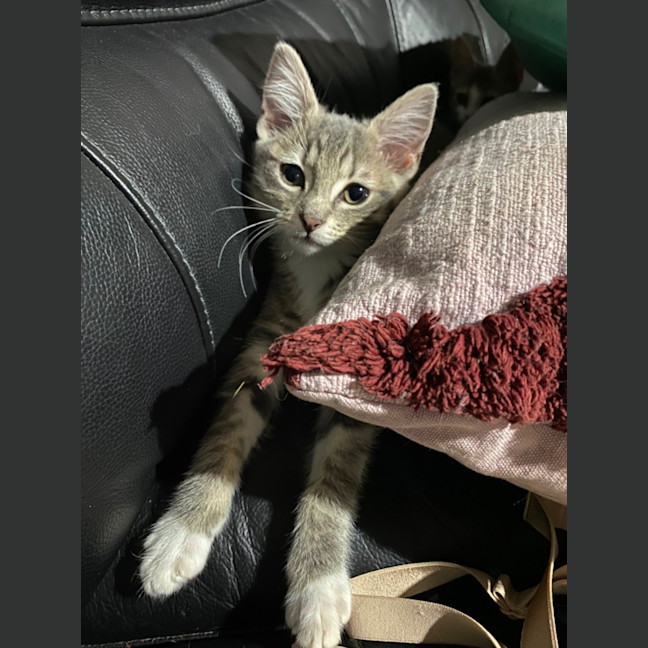 Photo of Jasmine   Meet Me At Petstock Chelsea