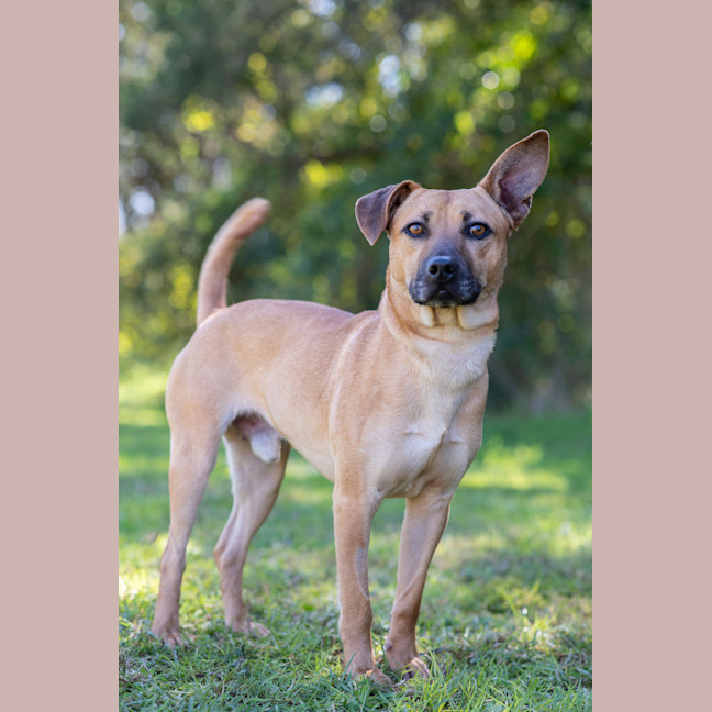 Photo of Bruno