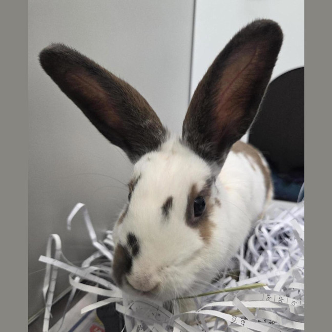 Photo of Bethany (Bonded To Bert)